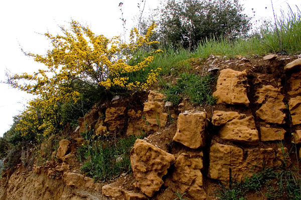 Yellow Shrubs - Beit Mery