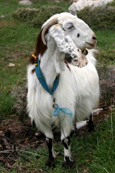 Lebanese Beauty Queen Poses for Snapshots Lebanese Beauty Queen Poses for Snapshots