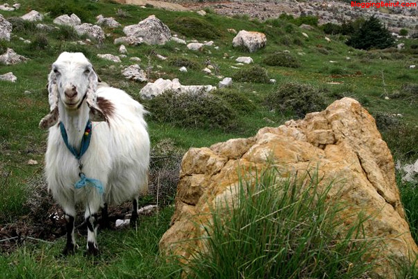 Lebanese Beauty Queen Poses for Snapshots Lebanese Beauty Queen Poses for Snapshots