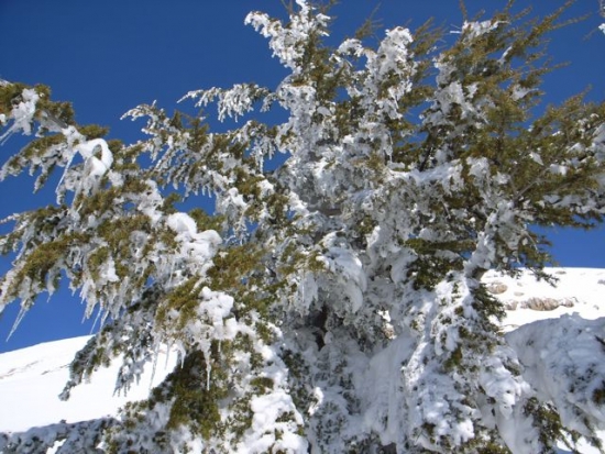 FW: 3 BC skiing iPhotos